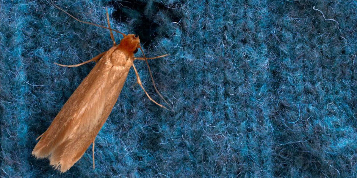 Beware of Clothes Moths! Basel Life