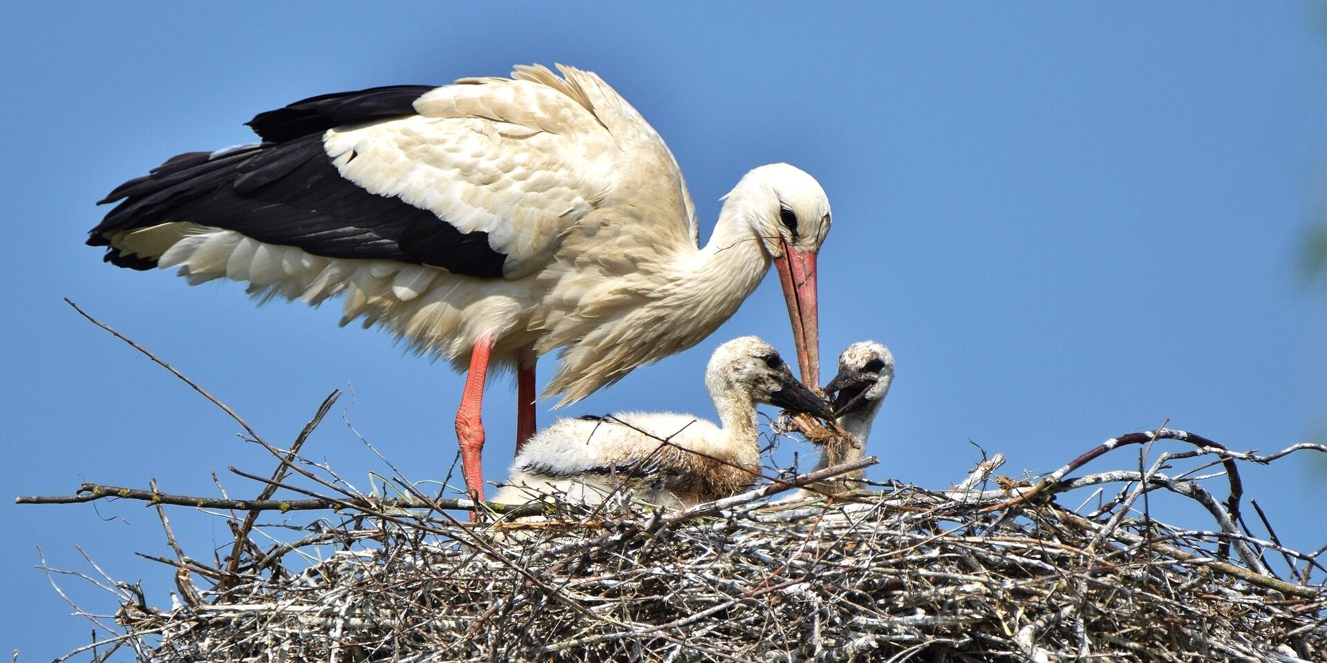Follow Storks Hatch Live in Alsace! - Basel Life